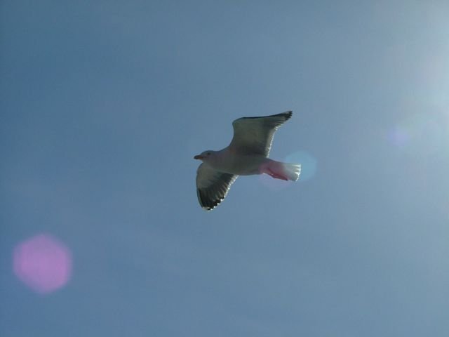 bird