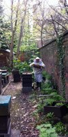bees1