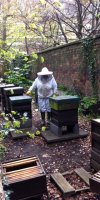 bees2