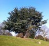 oak