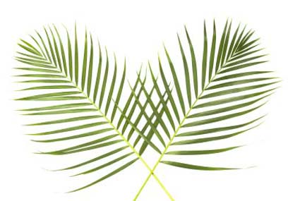 palm-sunday-global