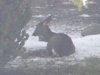 deer4