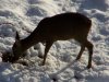 deer7